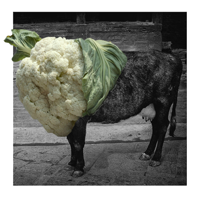 The Phatcowlee logo is an image of a cow Shrestha superimposed with a photo of a cauliflower. Photo: Courtesy of the artist