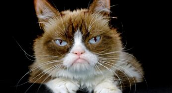 Grumpy Cat, Pouty-Faced Internet Sensation, Dead at 7