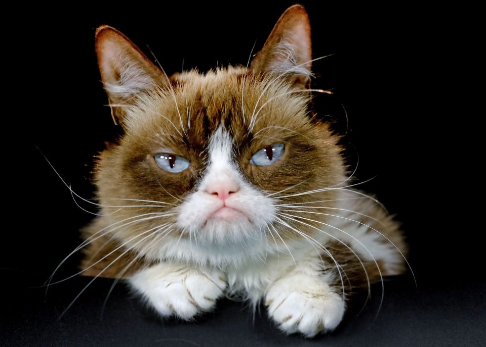 Grumpy Cat Pouty Faced Internet Sensation Dead At 7